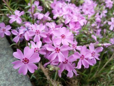 叢生福祿考做花海 花壇盆栽公園園林景觀工程 青州花卉基地 芊色苗木