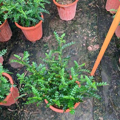 清香木盆栽 室內(nèi)花卉 綠植盆栽 胡椒木花苗 公園綠化道路工程苗