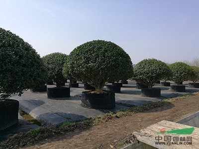 走進(jìn)“森禾種業(yè)”,在形與色中流連忘返--俄羅斯園藝代表團(tuán)赴杭考察記 - 植保 - 中國(guó)園林網(wǎng)