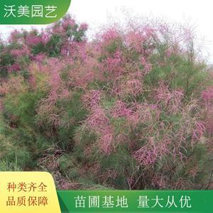 檉柳種植栽培_檉柳規(guī)格參數(shù)_檉柳品種圖片